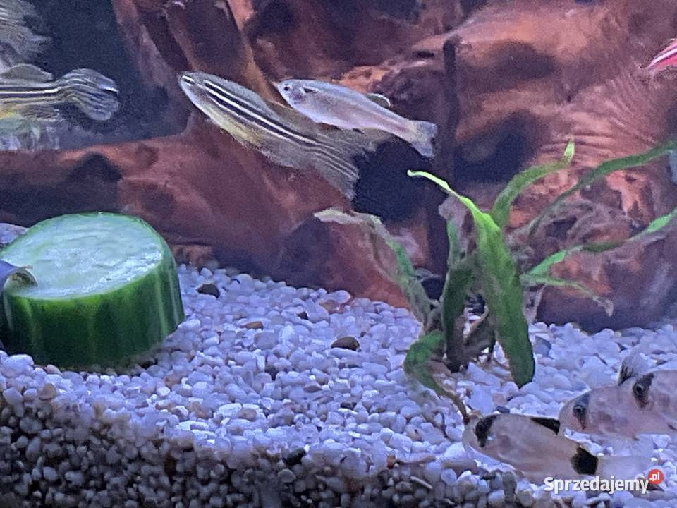 Sprzedam rybki 8 sztuk 30 śląskie Sosnowiec sprzedam