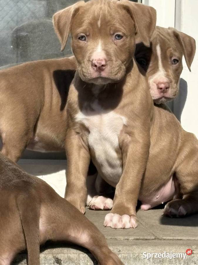 American bully abkc szczeniak wielkopolskie Czerlejno