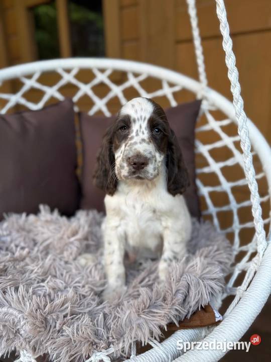 Śliczny piesek Cocker Spaniel Angielski liver Warszawa
