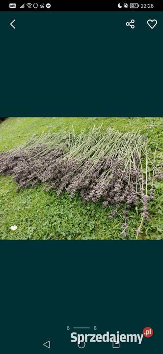 Lawenda ciętaekologiczna uprawa bukiety suszone małopolskie Grojec