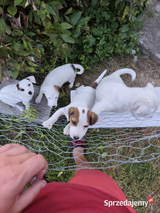 Sprzedam Jack Russell Terrier Ożarów