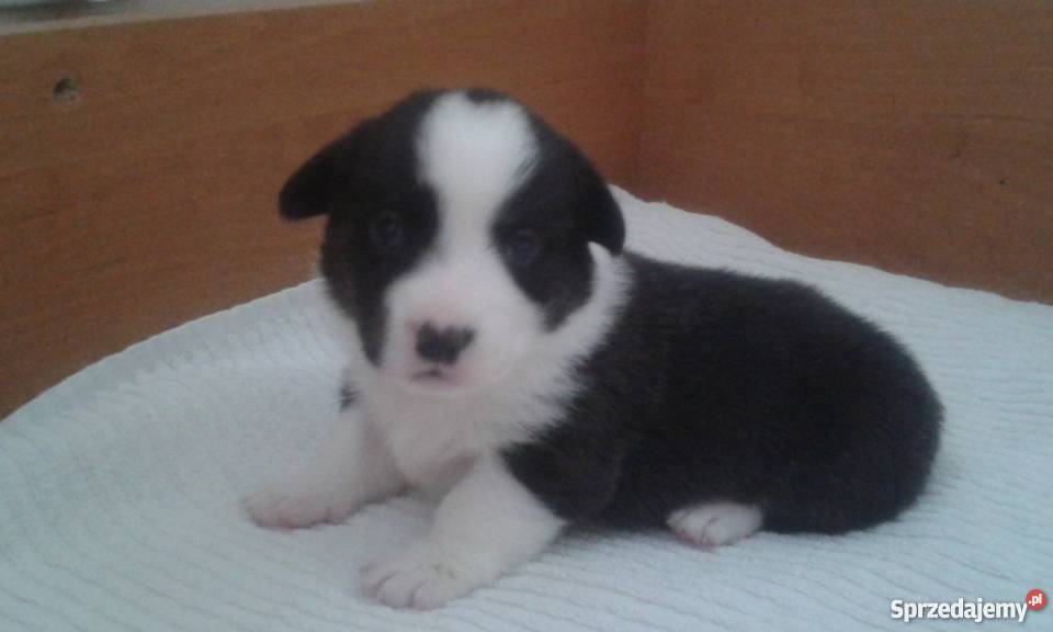 welsh corgi cardigan owczarek walijski Psy Skierniewice