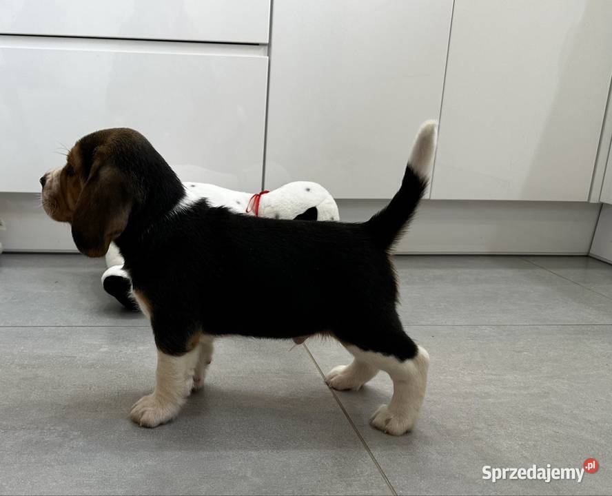 Beagle szczeniak Jedlińsk