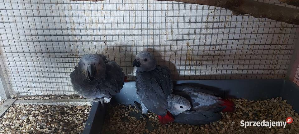 ŻAKO KONGIJSKIE RĘCZNIE KARMIONE Dąbrowa Górnicza