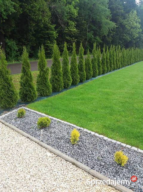 Tuja szmaragd tuje thuja szmaragdowa na żywopłot mazowieckie Zielonka