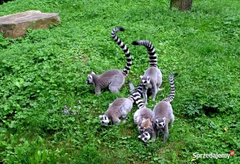 Oswojone Lemury Katta łac Lemur Catta piękne Katowice