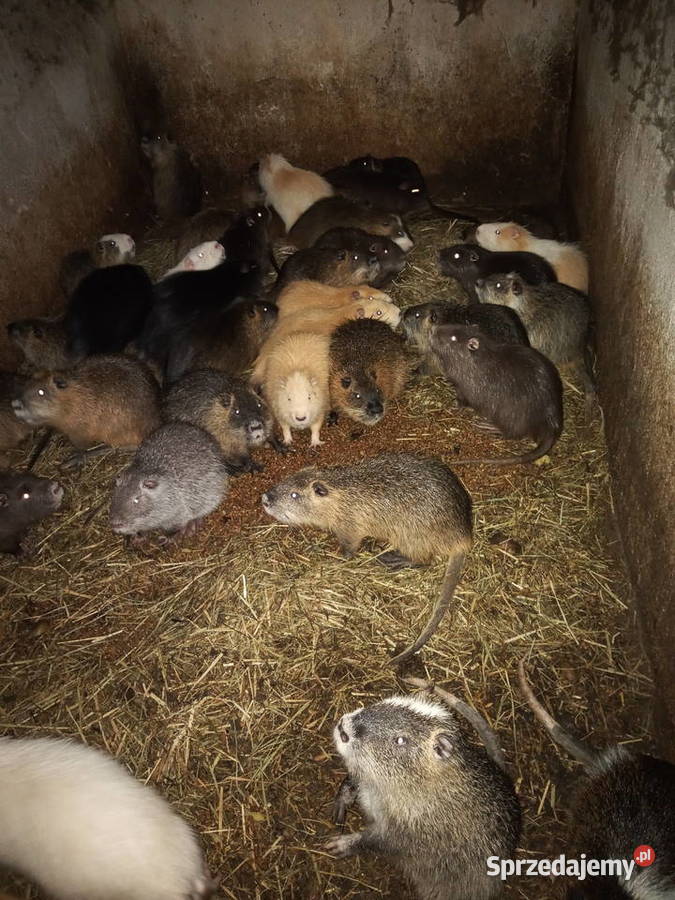 Nutrie lubuskie Świebodzin sprzedam