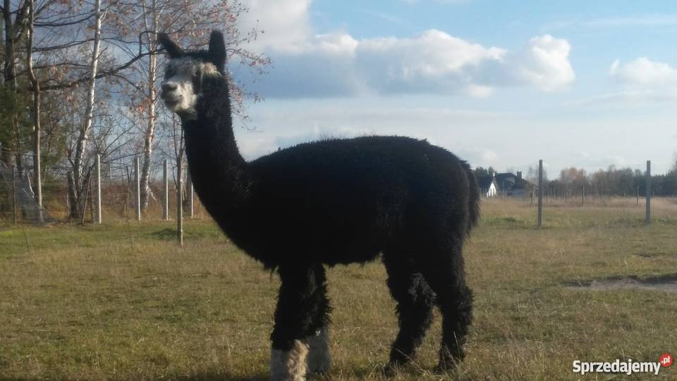 alpaka samiec czarny 35letni