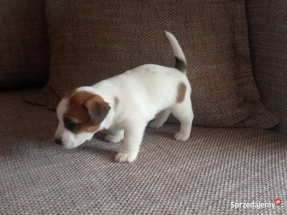 Piesek Jack Russell Terrier FCI ZKwPWrocław