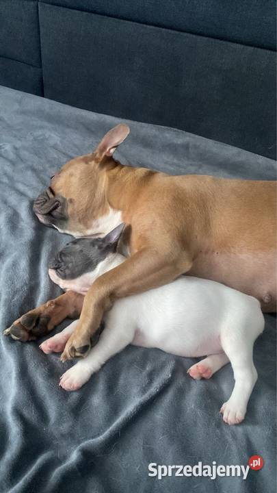 Buldog francuski Buldog Bydgoszcz sprzedam