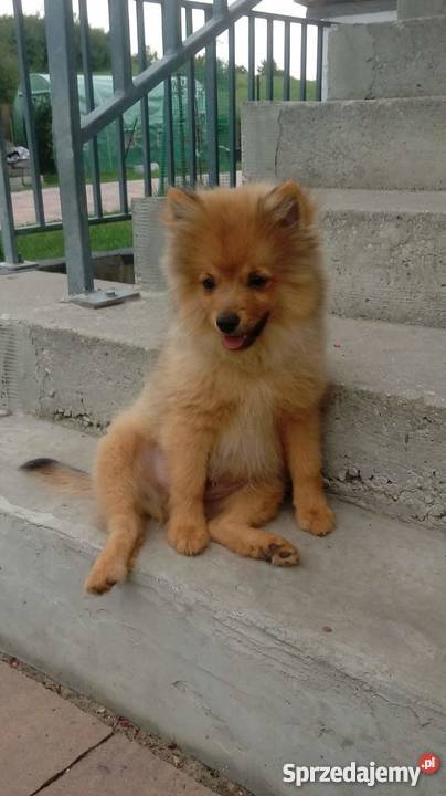 Szpic mały i miniaturowy Małogoszcz