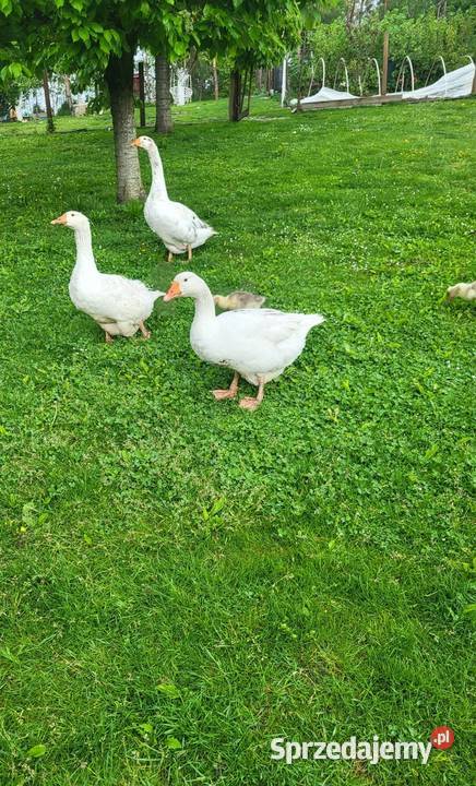 Gęsi Białe Karmione Owsem Wolny Wybieg Dorosłe i Rzeszów sprzedam