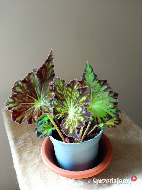 Skrzydłokwiat variegata diamondpiękny Białystok
