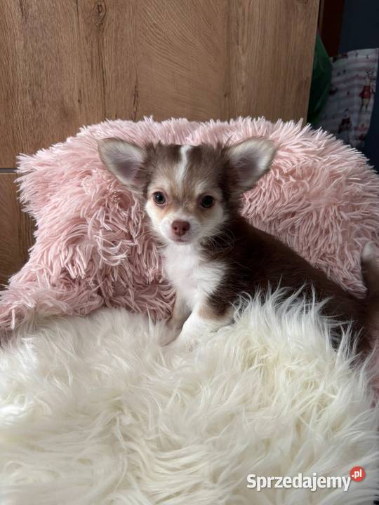 Chihuahua suczka