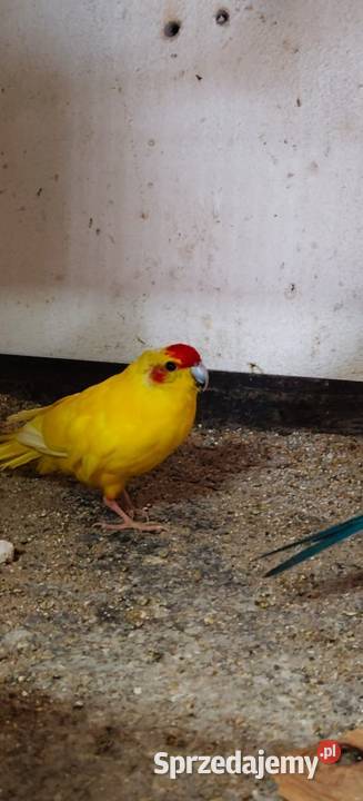 Sprzedam papugi górskie i kozy Świerklany