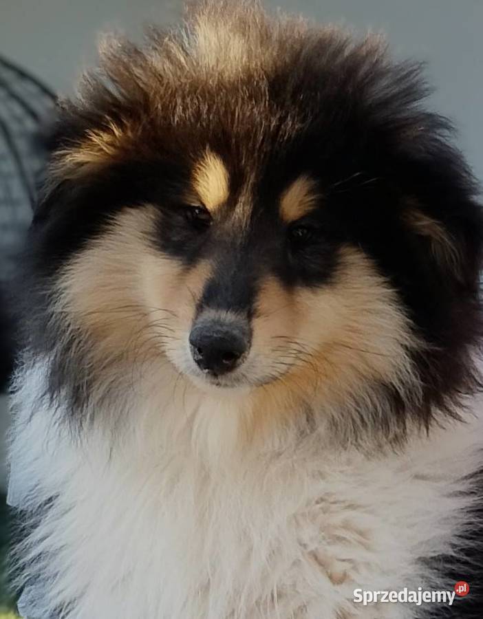 Owczarek szkocki collie ZKwP FCI Warszawa