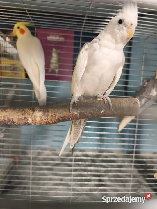 Nimfy Lutino białogłowe standardy itp Poznań