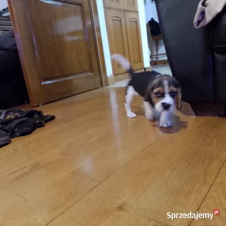 Sprzedam szczeniaka rasy Beagle łódzkie