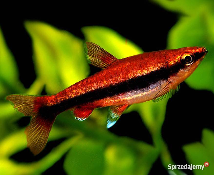 Drobnoustek Beckforda Nannostomus beckfordi Gdańsk