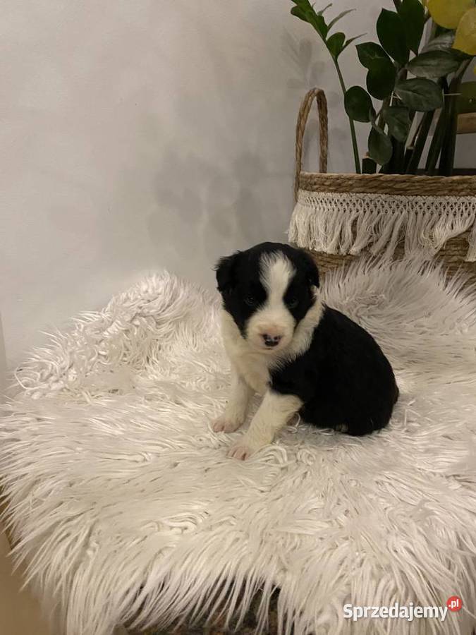 Border Collie szczeniak Tczew