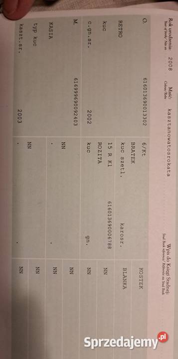 13letnia klacz kuca szetlandzkiego z Oborniki