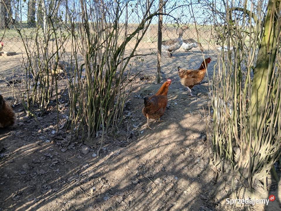 Kury duże z jajkiem I kogut czubatek staropolski