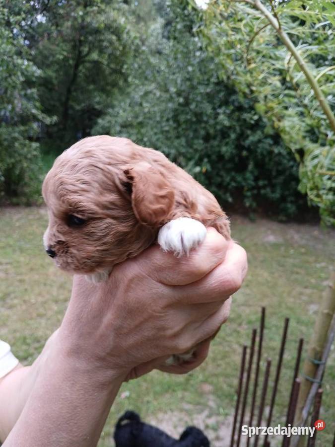 Maltipoo piesek Pozostałe Wyszków