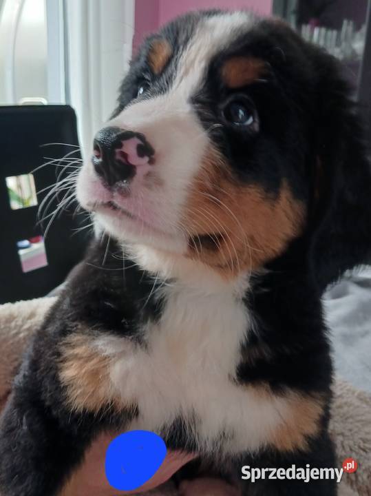 berneński pies pasterski berneńczyk Berneński Pies Pasterski Lublin