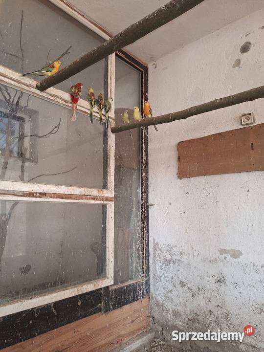 Sprzedam papugi świergotki wielkopolskie Mechlin sprzedam