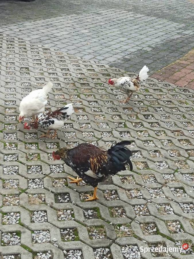 Koguty zargodowe i koguty liliputki