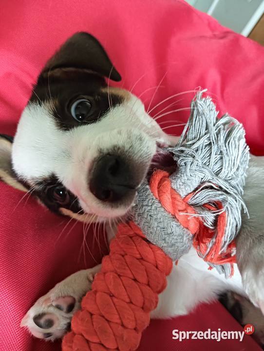Jack russell terrier ostatnia sunia Częstochowa sprzedam