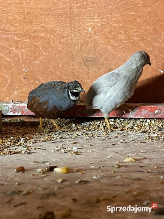 przepiórki chinskie Damasławek sprzedam