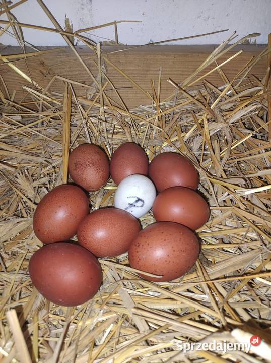 Jaja kury Marans czarny