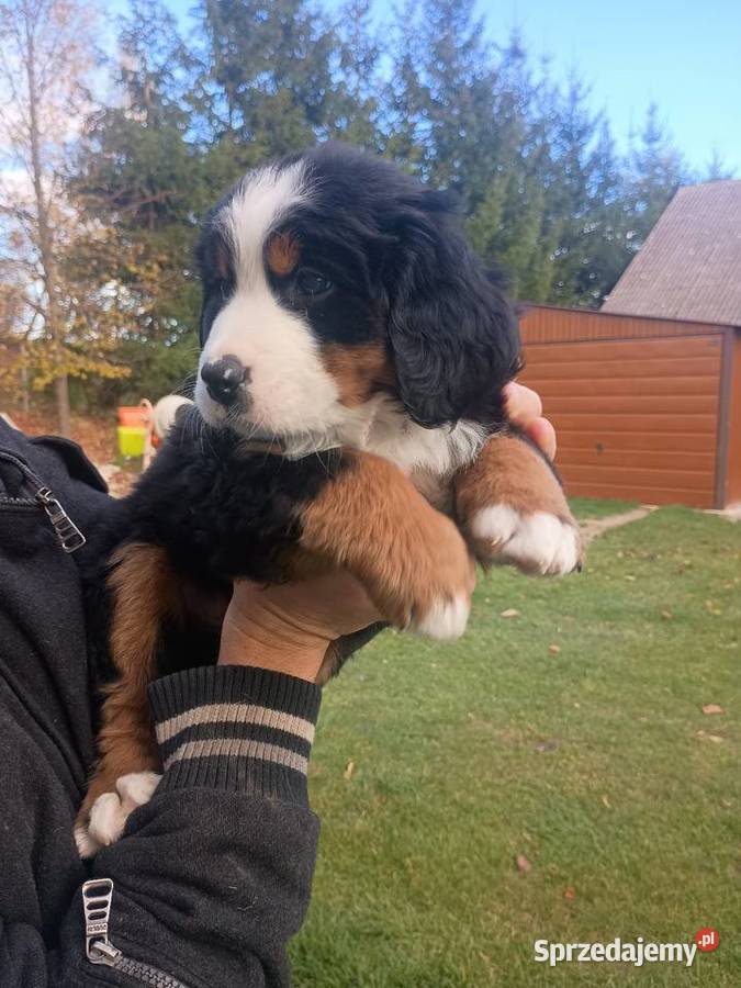Berneński Pies Pasterski małopolskie Miechów