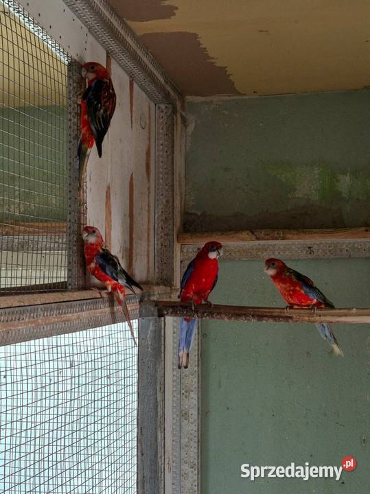 Rozelle Białolice sprzedam