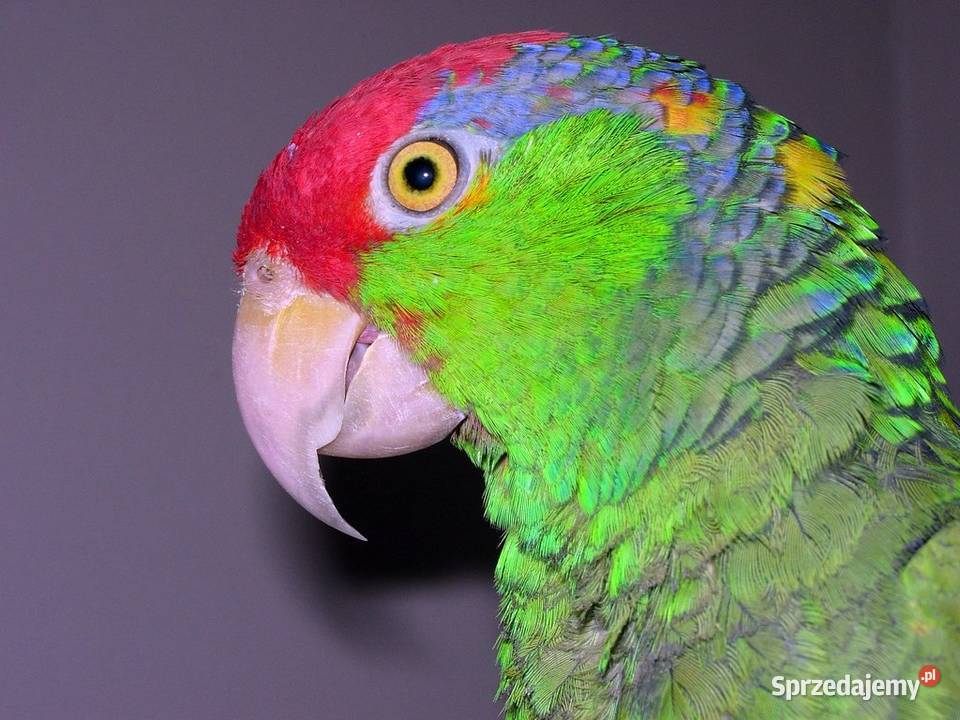 Amazonka Krasnoglowa Viridigenalis iridigenalis małopolskie Kraków