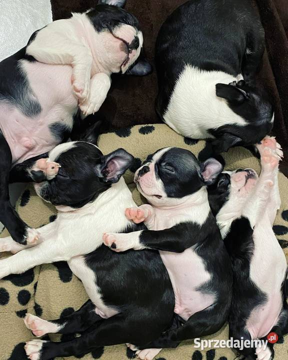 Reproduktor Boston Terrier Champion ZkwP FCI małopolskie Kraków usługi dla zwierząt
