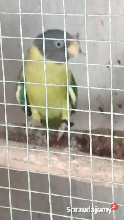 Papugi śliwogłowe Rybnik