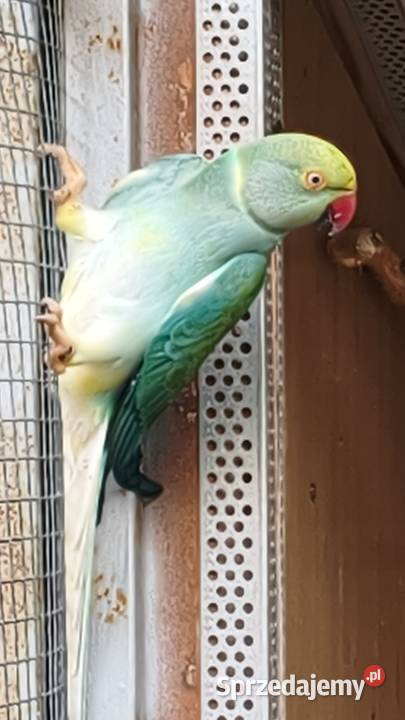 Aleksandretta aleksandretty Ptaki małopolskie Wielmoża