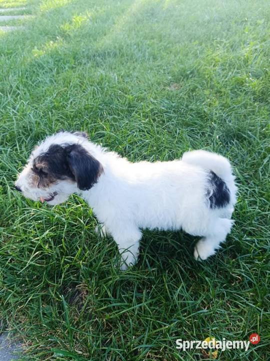 Foksterier szorstkowłosy z rodowodem podlaskie Nowinka sprzedam