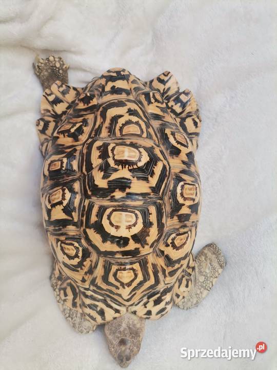 Sprzedam żółwia lamparciego Sochaczew