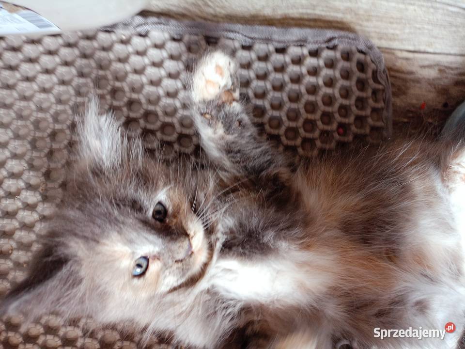Rezerwacja Maine Coon Kcynia
