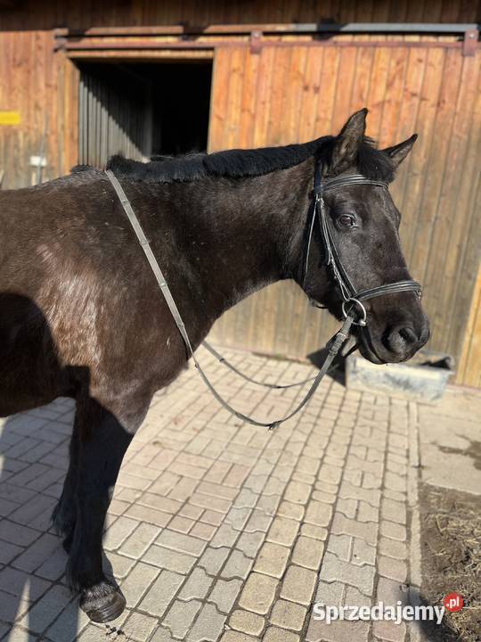 Klacz huculska Rzuchowa