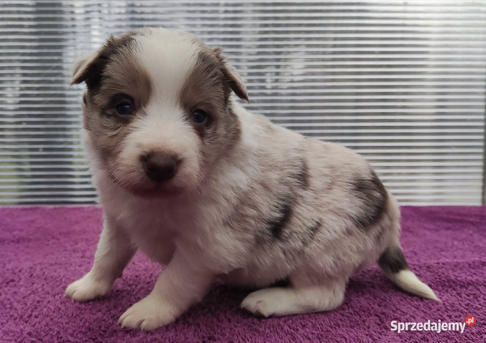 Piękna rasowa suczka Border Collie z pełną dok Iwonicz
