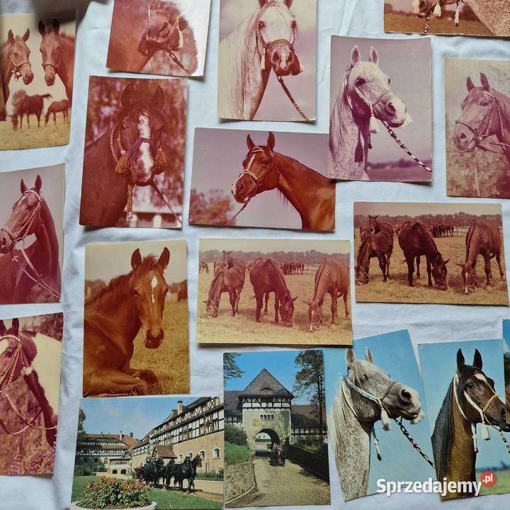 Kartki pocztowe 29 PRL Konie Arabskie Janów Brzesko sprzedam