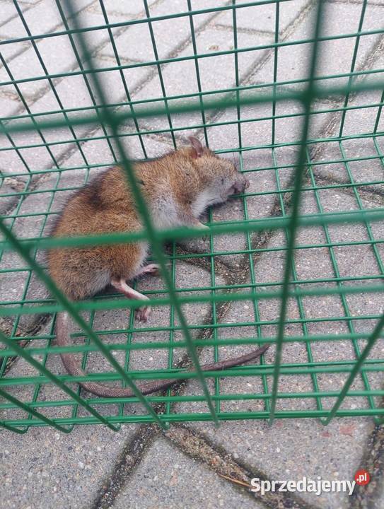 Usuwanie os szerszeni muchkomarów karaluchow kujawsko-pomorskie Brodnica