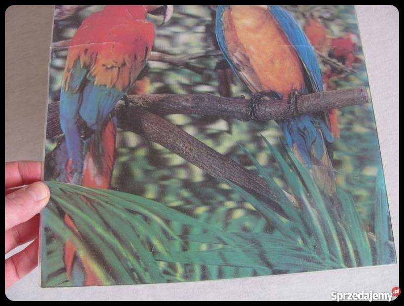 OBRAZ obrazek trójwymiarowy papugi 26 x 34 Płock sprzedam