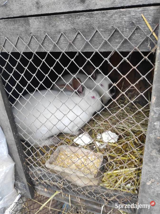 Króliki kalifornijskie samiczki Konopnica