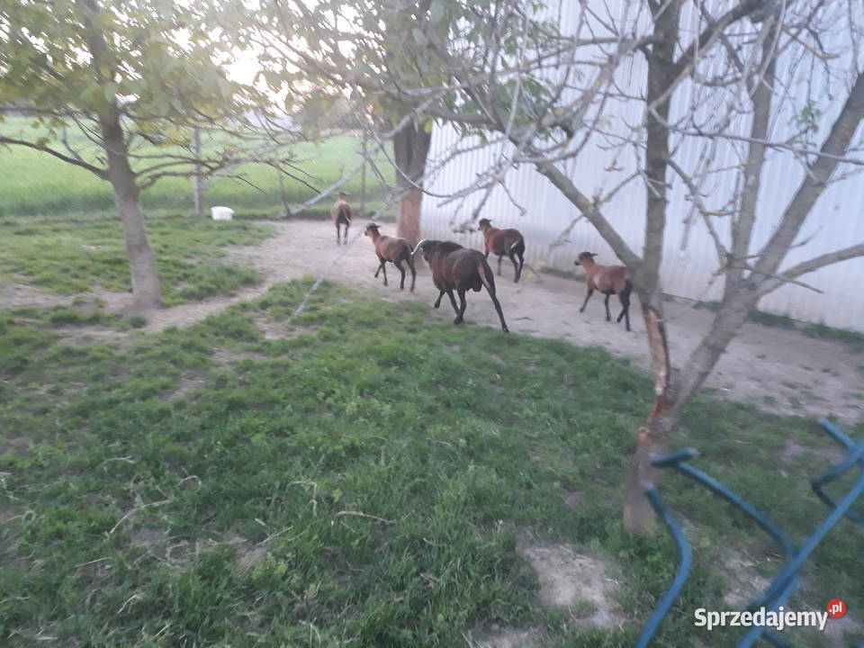 Owce kameruńskie Likwidacja stada