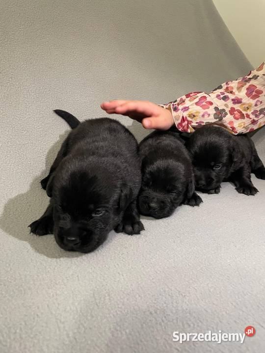 Szczeniak Labrador Retriever Gostyń